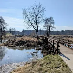 Drewniany mostek nad spokojną rzeką Pilicą, otoczony suchymi trawami i nagimi drzewami.