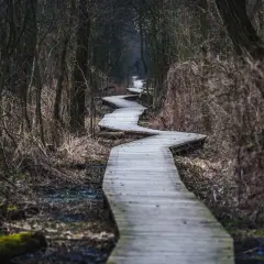 Kręta kładka przez bagna w Kampinosie. Jedna z wielu atrakcji Puszczy Kampinoskiej, idealna na spacer.