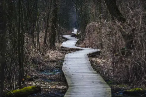 Kręta kładka przez bagna w Kampinosie. Jedna z wielu atrakcji Puszczy Kampinoskiej, idealna na spacer.
