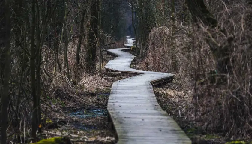 Kręta kładka przez bagna w Kampinosie. Jedna z wielu atrakcji Puszczy Kampinoskiej, idealna na spacer.