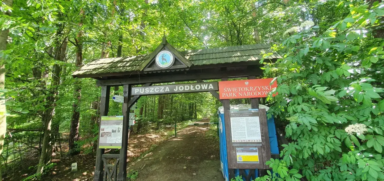 Brama do Puszczy Jodłowej w Świętokrzyskim Parku Narodowym. Zielony las zaprasza na wędrówkę po Górach Świętokrzyskich.